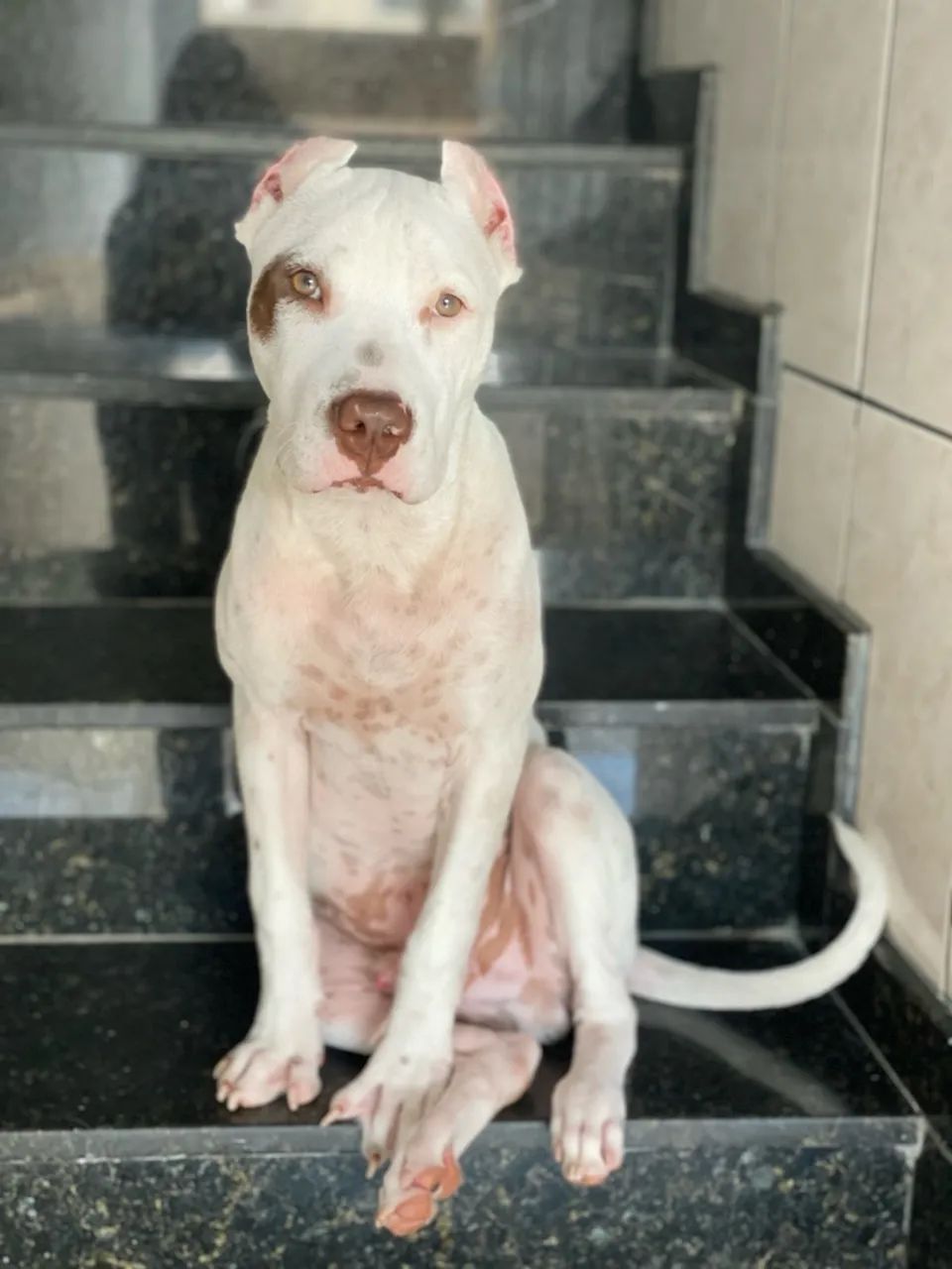 Pitbull filhote