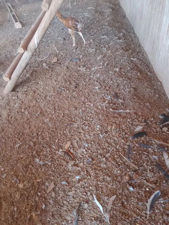 Esterco(adubo) de galinha - Foto 2