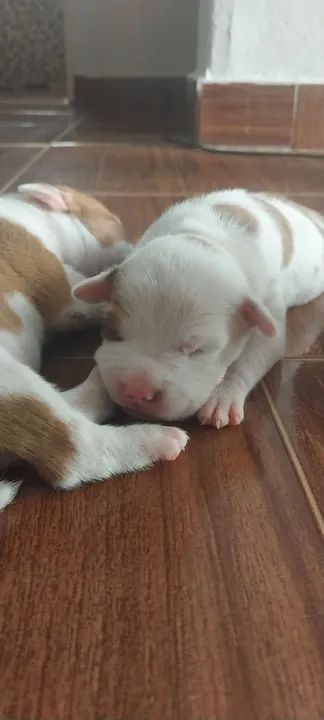 Filhote de Pitbull - Foto 4