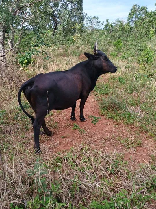 Mini vaca - Animal de Excelente Qualidade - Foto 4