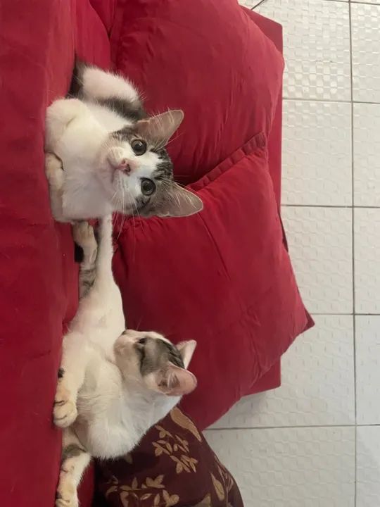 Gatinho branco e cinza fofinho para adoção - Foto 3