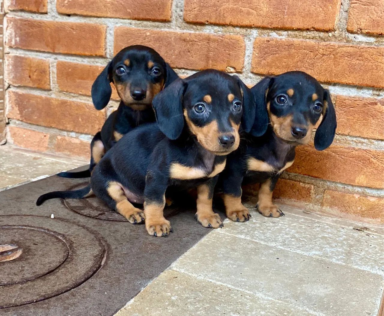 Dachshund Kaninchen Autêntico - Mini de Verdade! - Foto 2