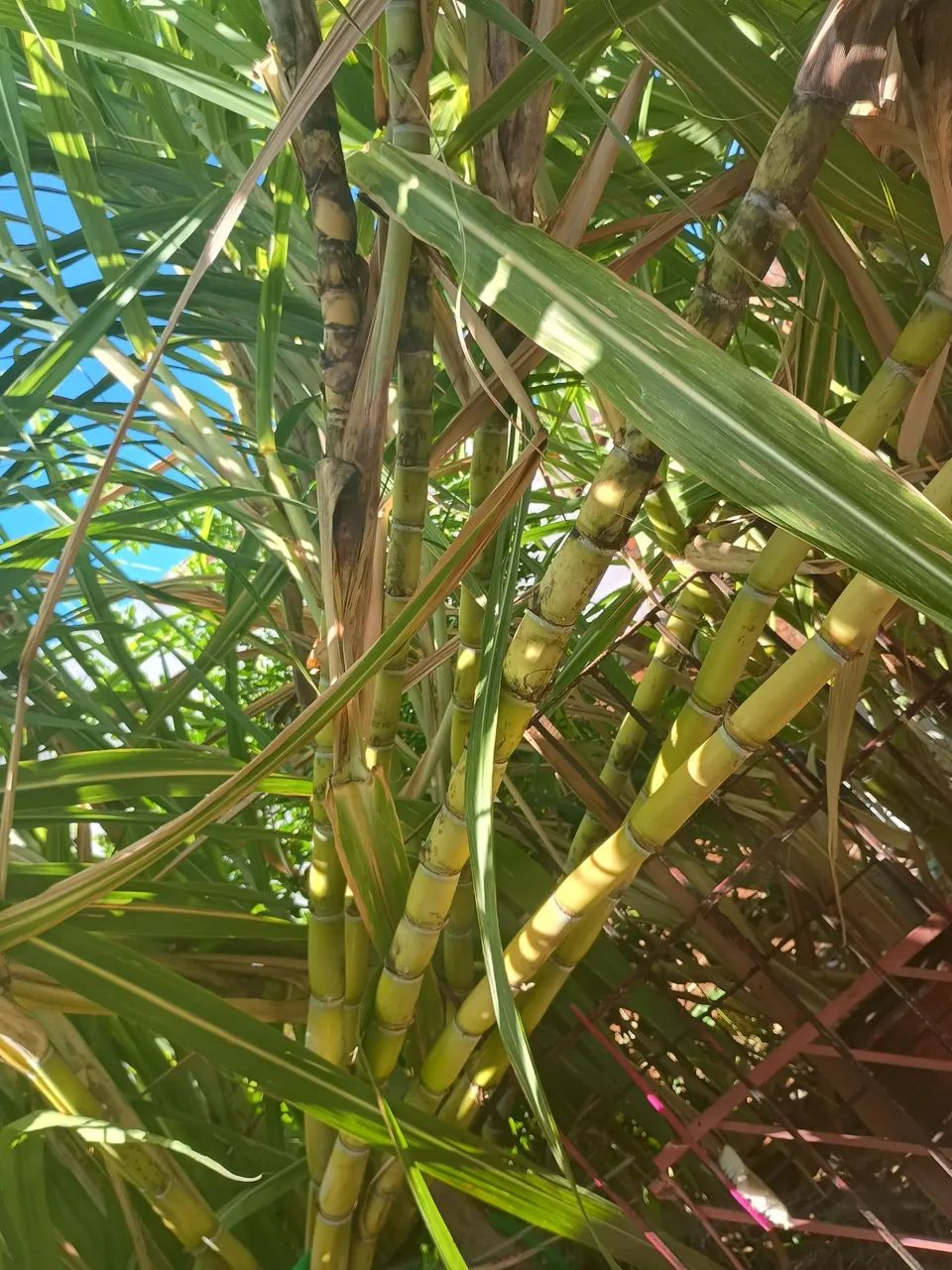 Cana-de-açúcar para venda - Foto 5
