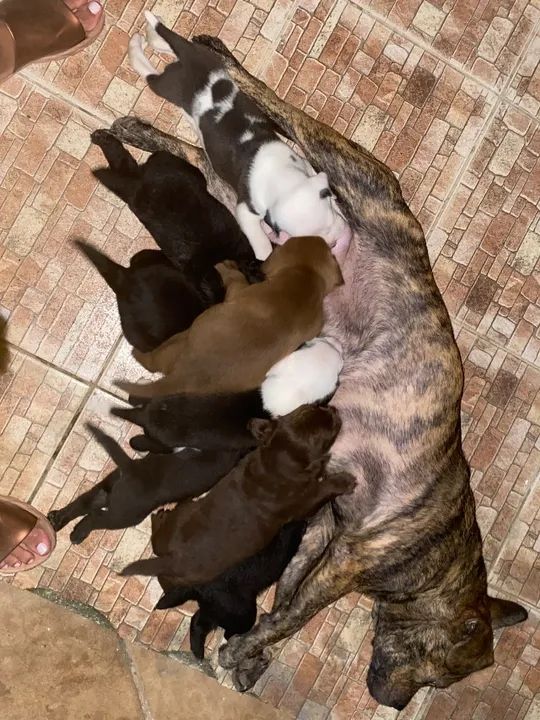 Cachorrinhos  - Foto 2