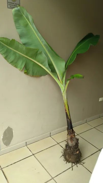 Muda de bananeira....nanica....tirada hoje