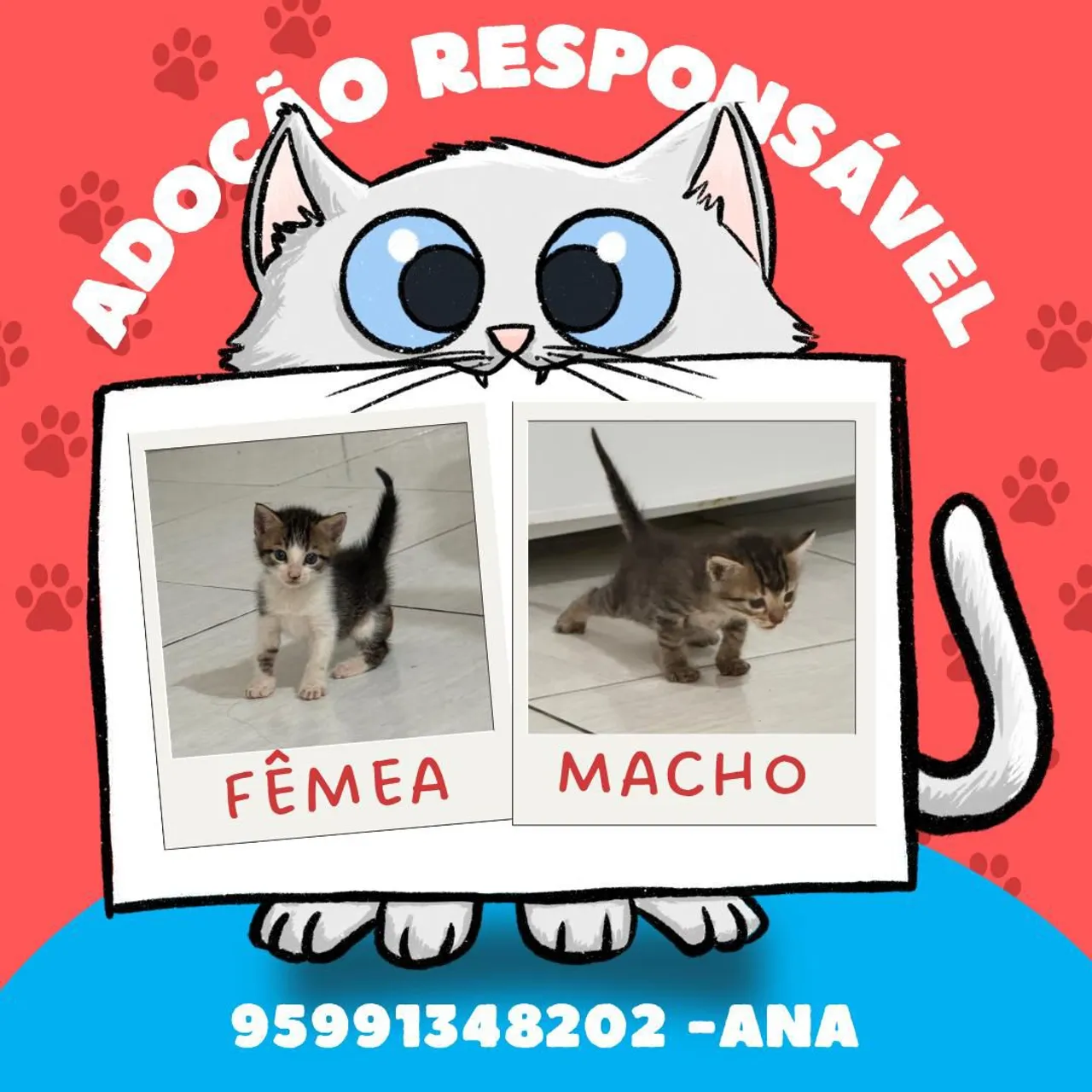 Gatinhos para adoção responsável