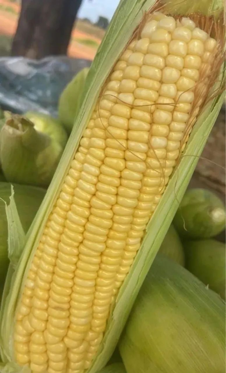 Green Corn63824579637121122