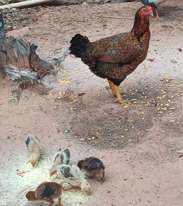 VENDO GALINHA CAIPIRA PRONTA PARA CONSUMO
