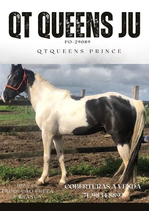 Garanhão Paint Horse Registrado - Foto 2