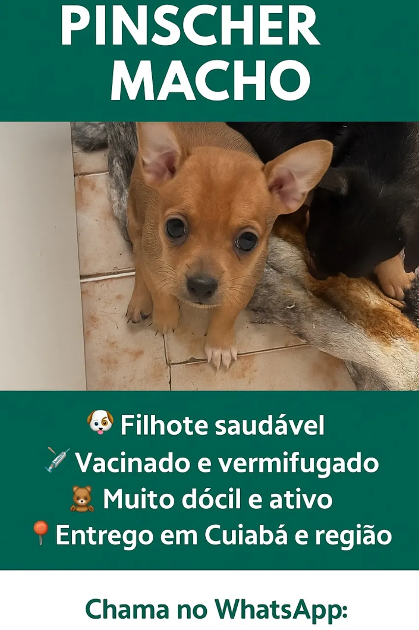 Filhote Pinscher Macho - Cuiabá e Região