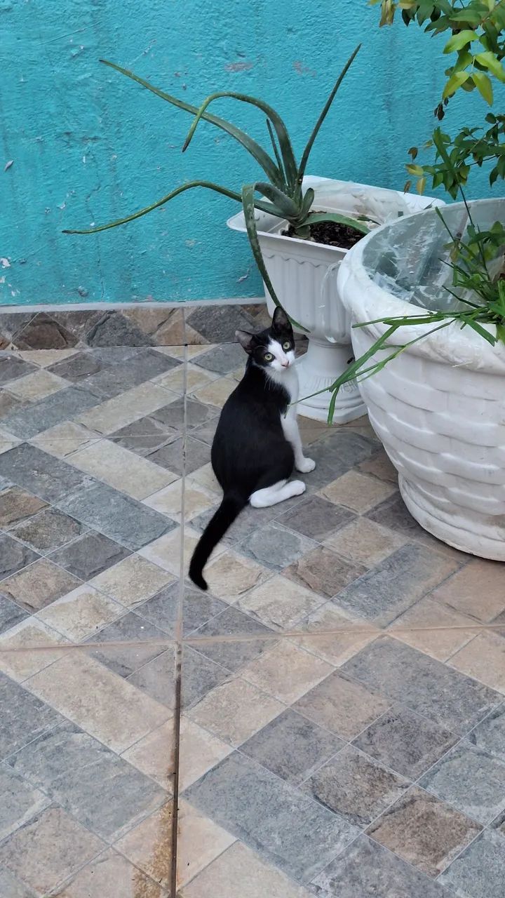 Gatinho preto e branco disponível para adoção