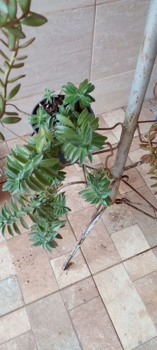 Estou vendendo vários vasos e suporte plantas  - Foto 6