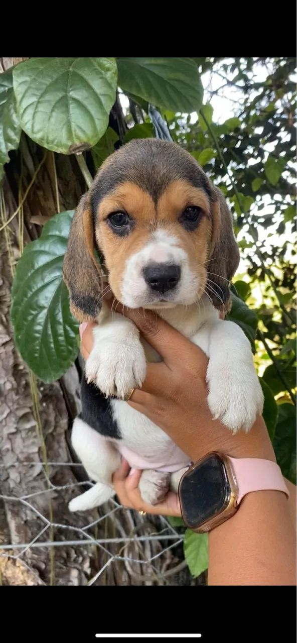 Beagles fofoos 