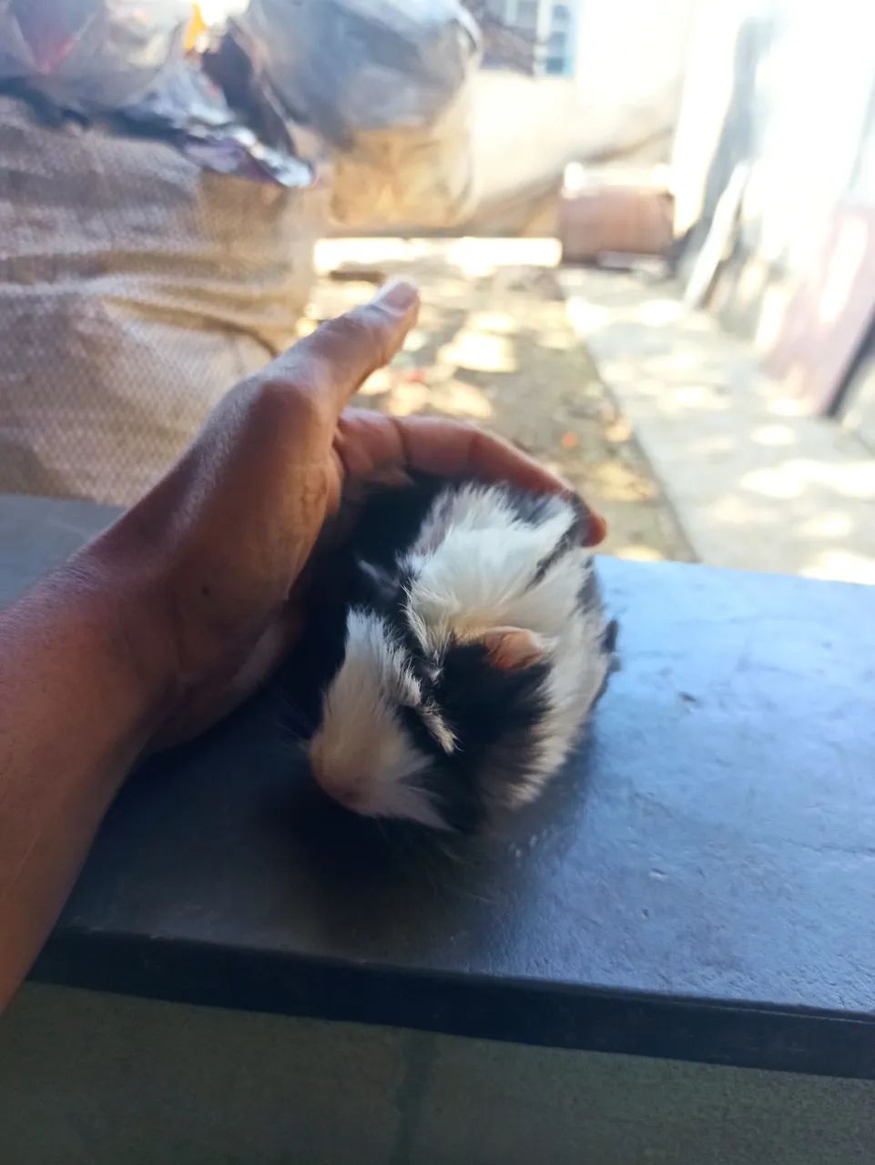 Porquinho da índia peruano64276689012225125