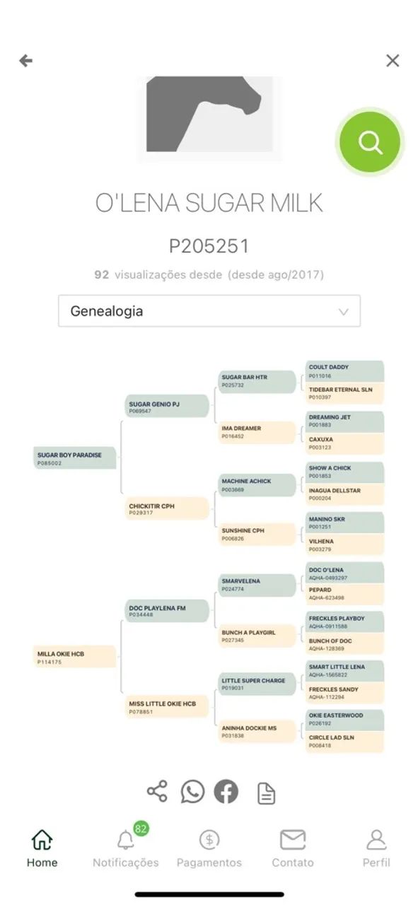 Égua Pura de origem Prenhe  - Foto 2