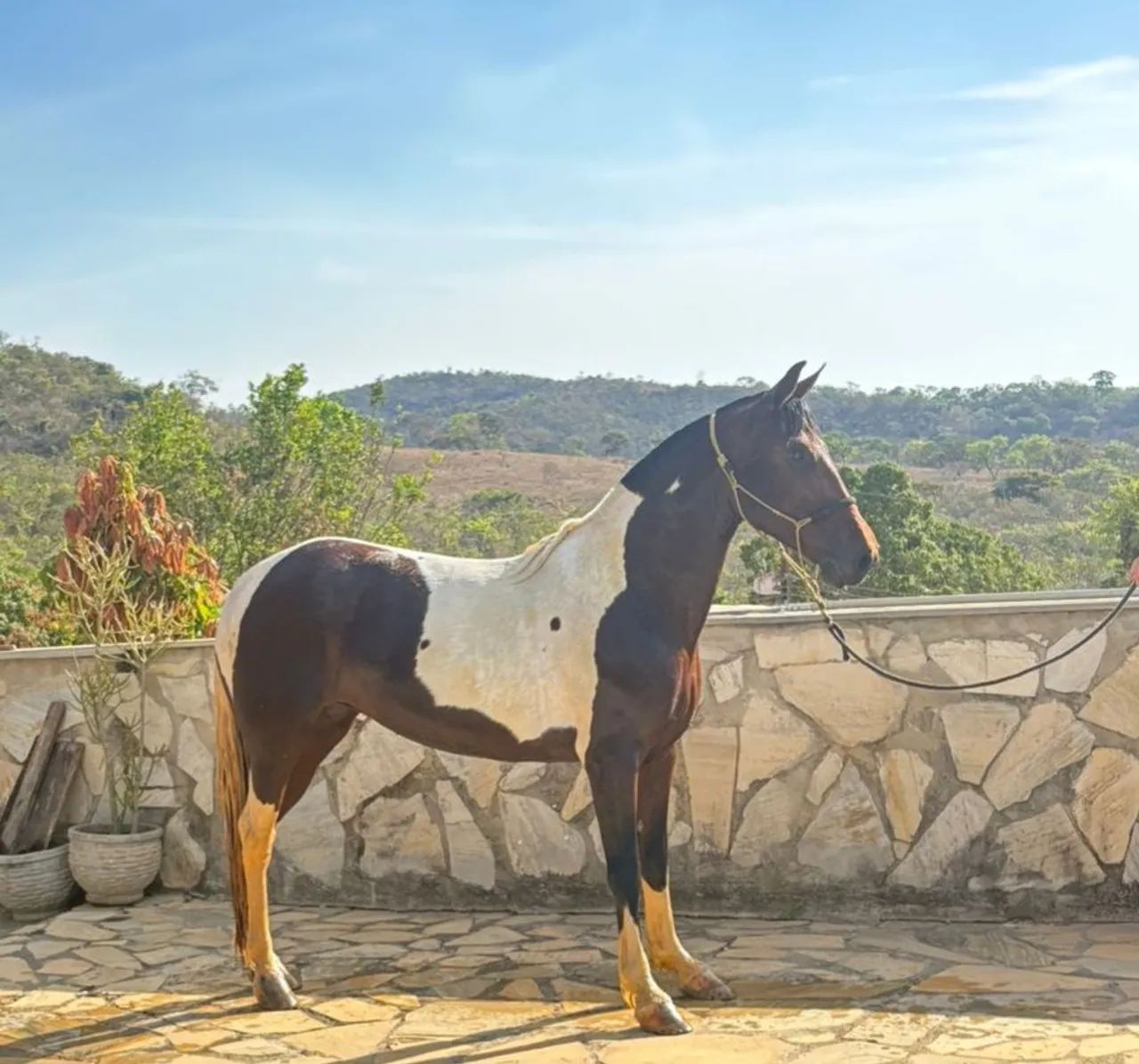 Égua Pampa Castanha e Branco  - Foto 2