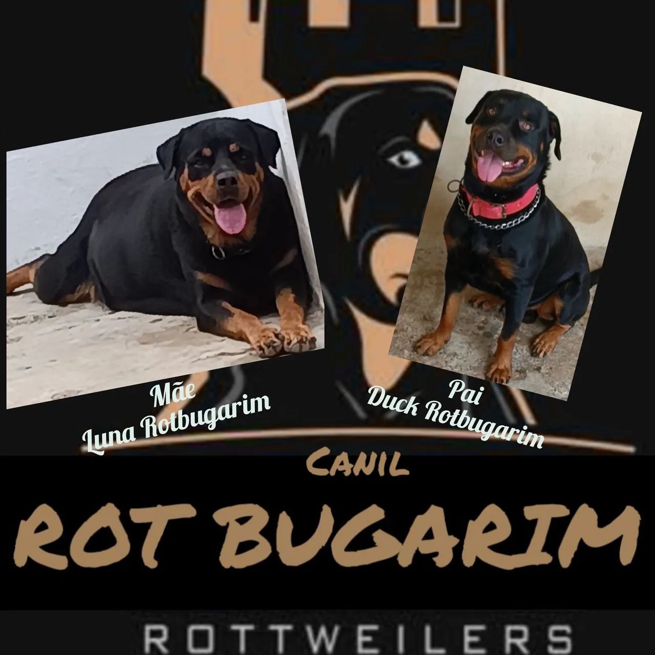 Filhote de rottweiler alto padrão  - Foto 3