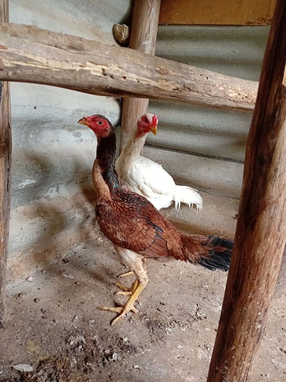 Galinha e Galo  - Foto 6