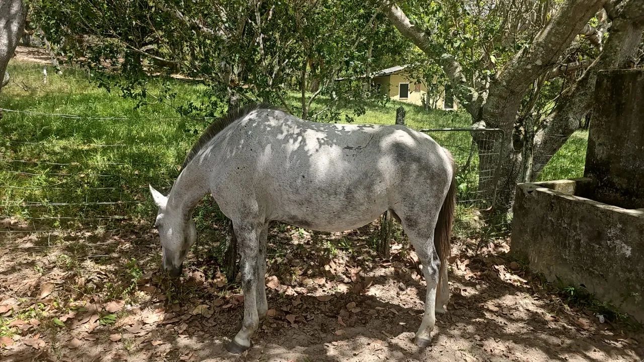 Égua mangalarga  - Foto 2