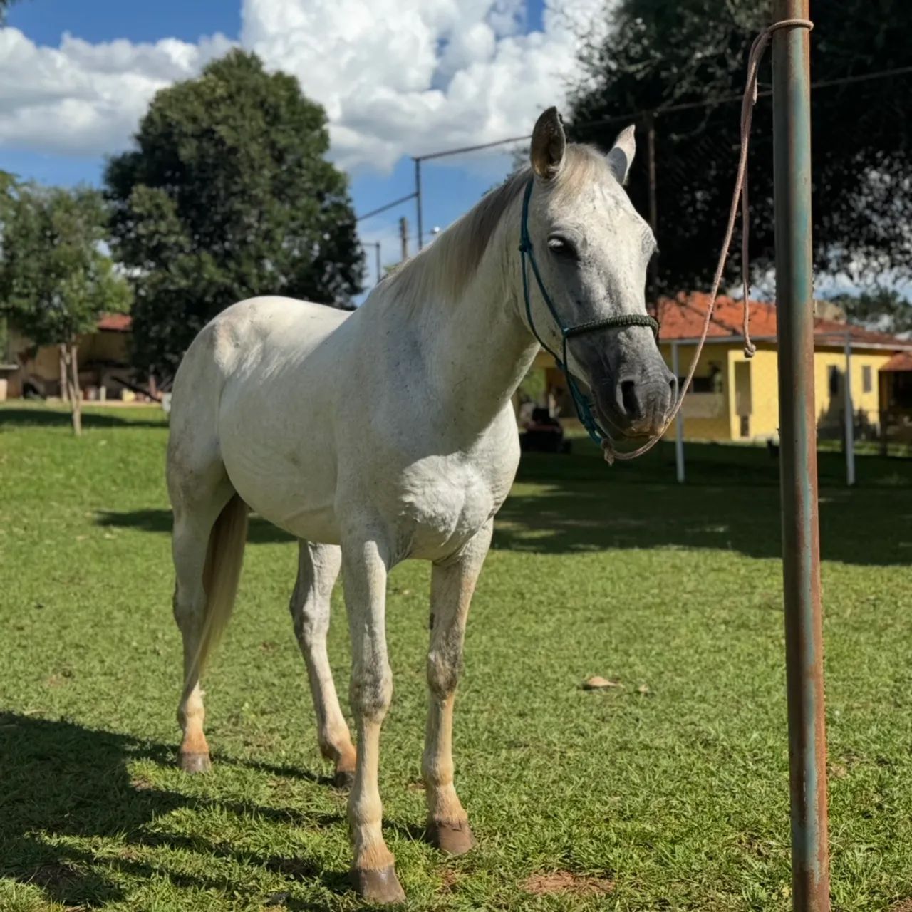 Cavalo Quarto de Milha 