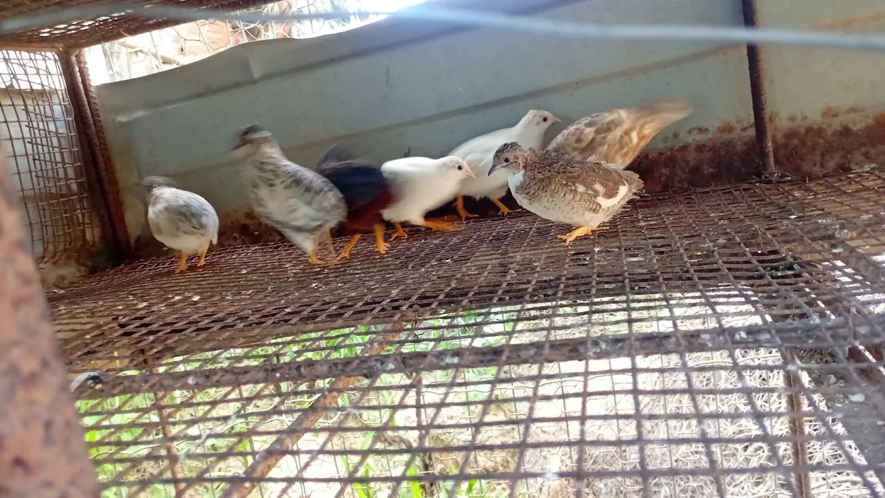 Codornas64849877886465120