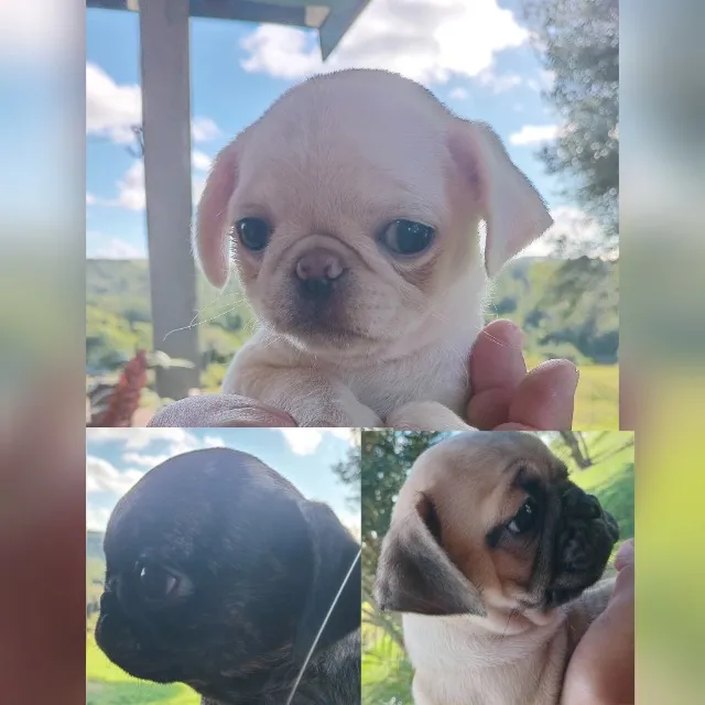 Pug filhotes