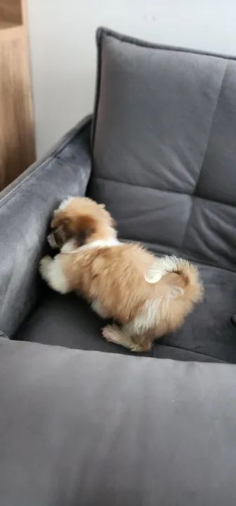 Shitzu macho - Foto 5