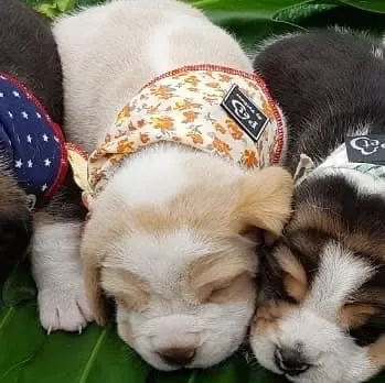 Filhotes de Beagle Fêmeas Disponíveis 