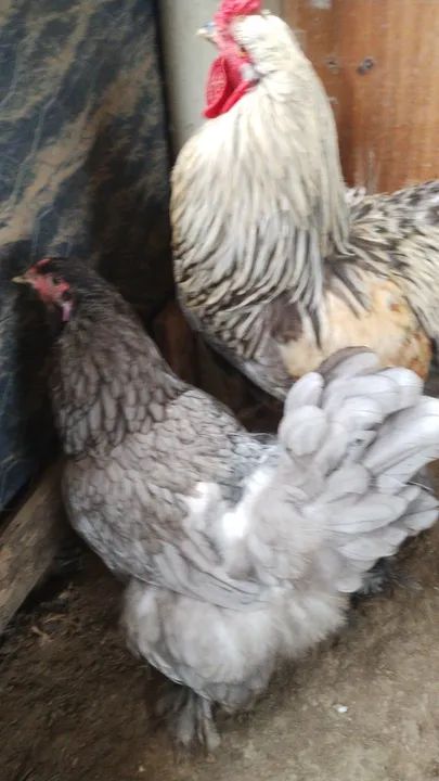 Vendo casal de Brahma  - Foto 3