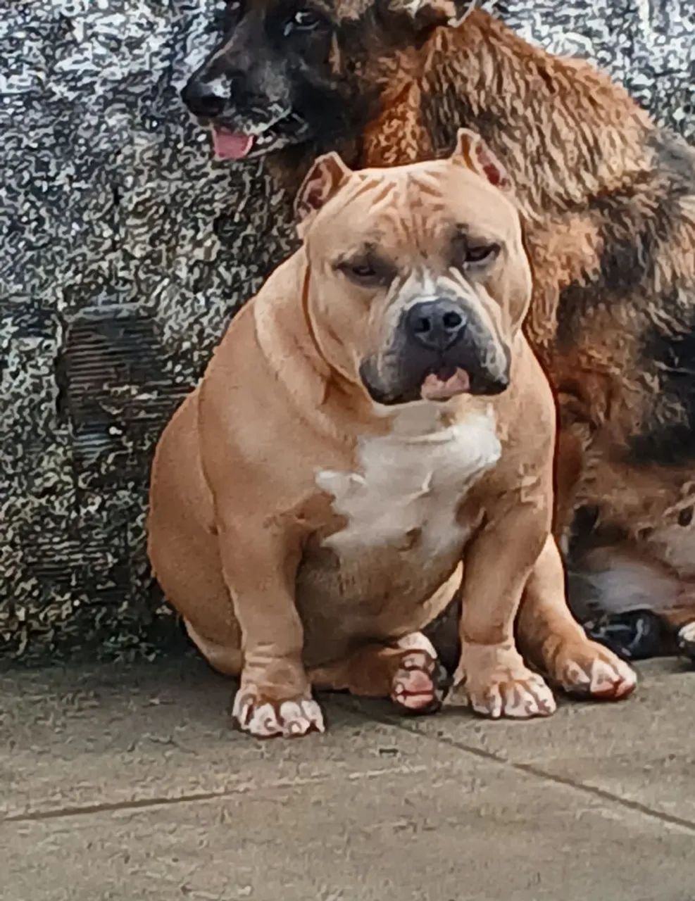 American Bully Pocket macho - Foto 2