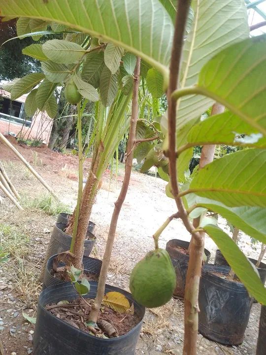 Mudas de jabuticaba e cocô anão  - Foto 5