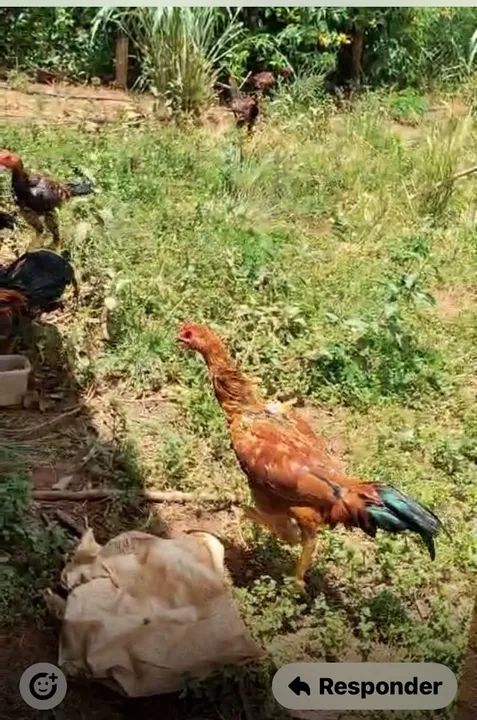 Venda Frango Caipira - Foto 2