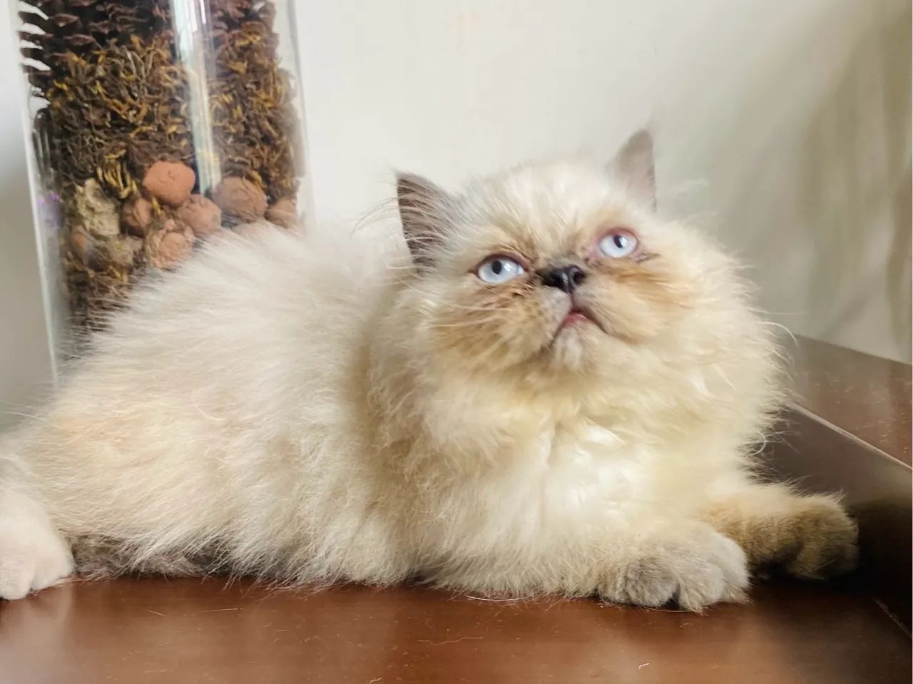 Gatinha Persa disponível - Foto 4