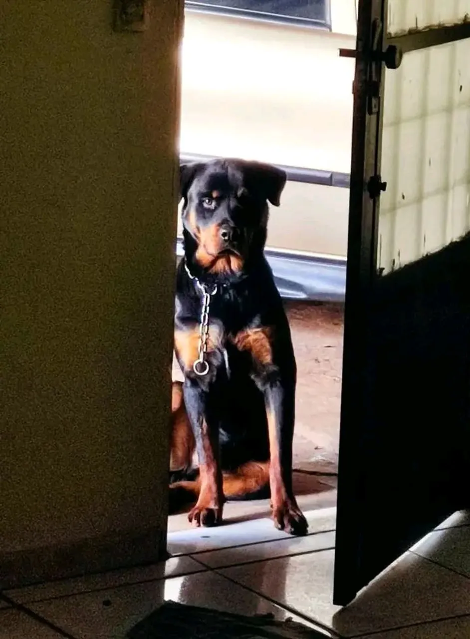Rottweiler -Procuro Fêmea Pra Cruzar 