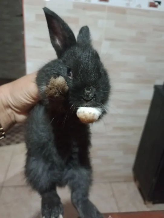 Coelhos filhotes e adultos. - Foto 6