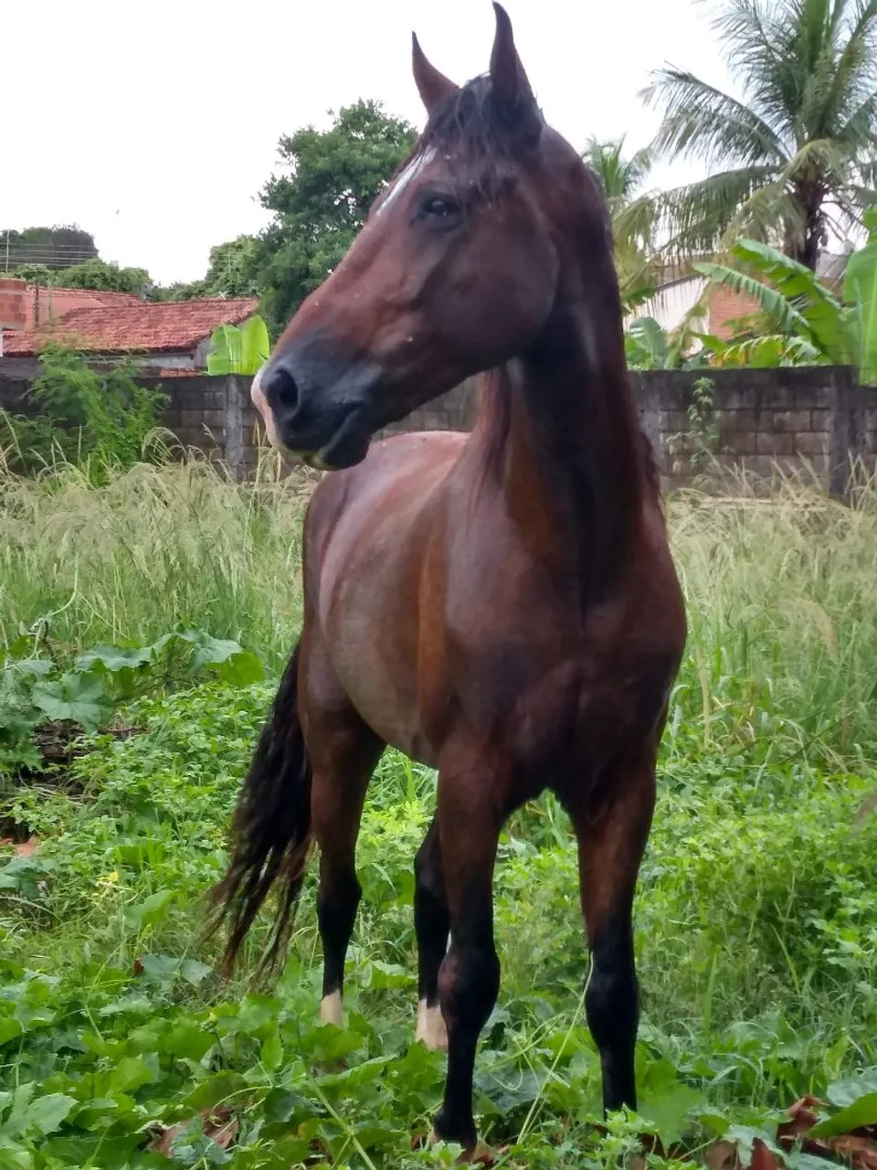 Cavalo pisador