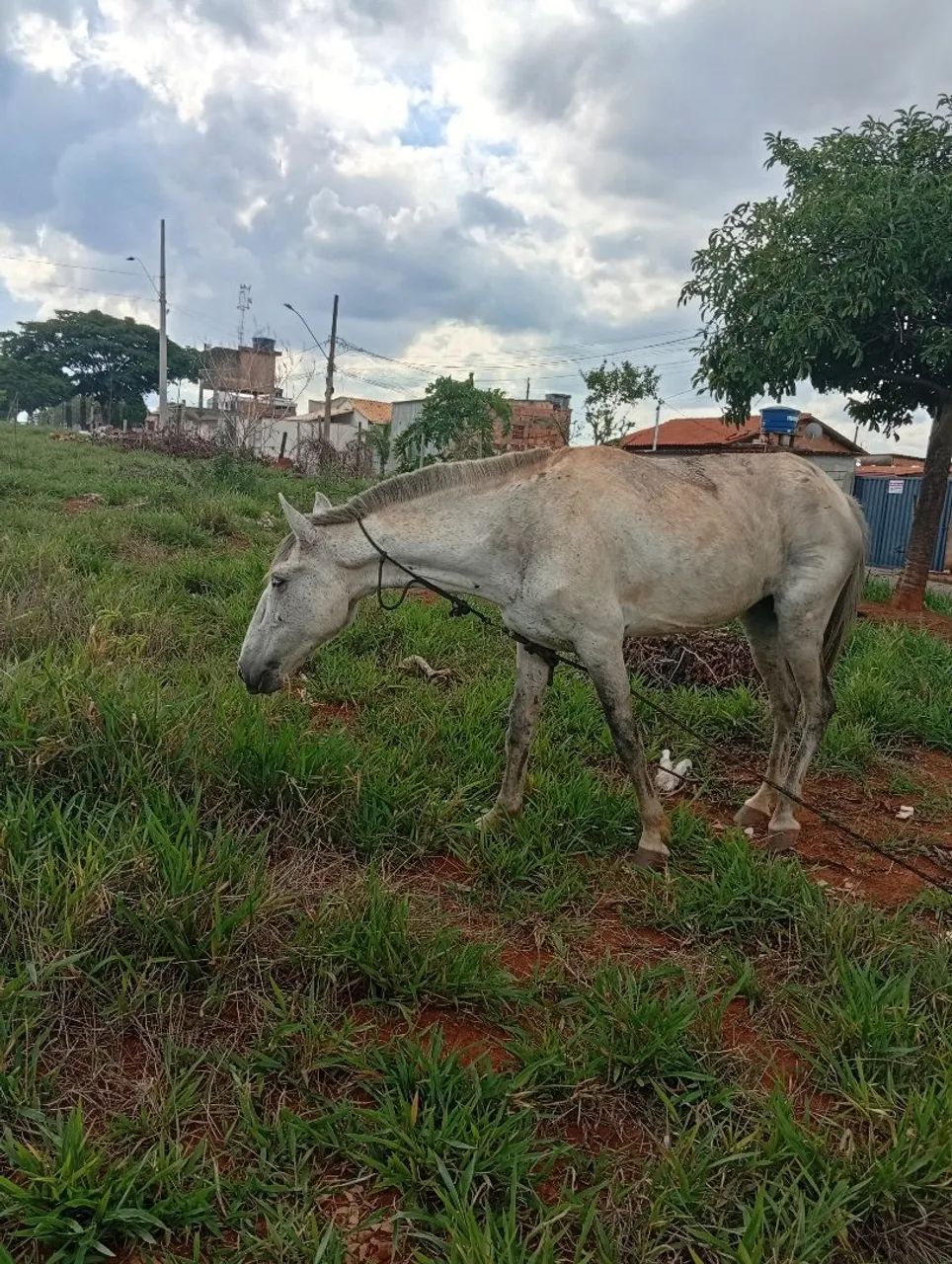 Vendo por 1.500,00 ou troco por bezerra, interessadod só me chamar no ZAP. - Foto 4