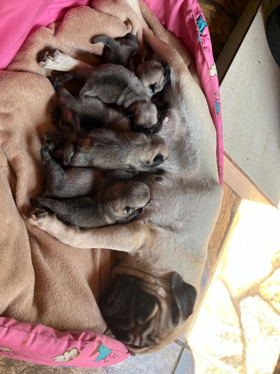 Ninhada de Pug(Raça pura) - Foto 3