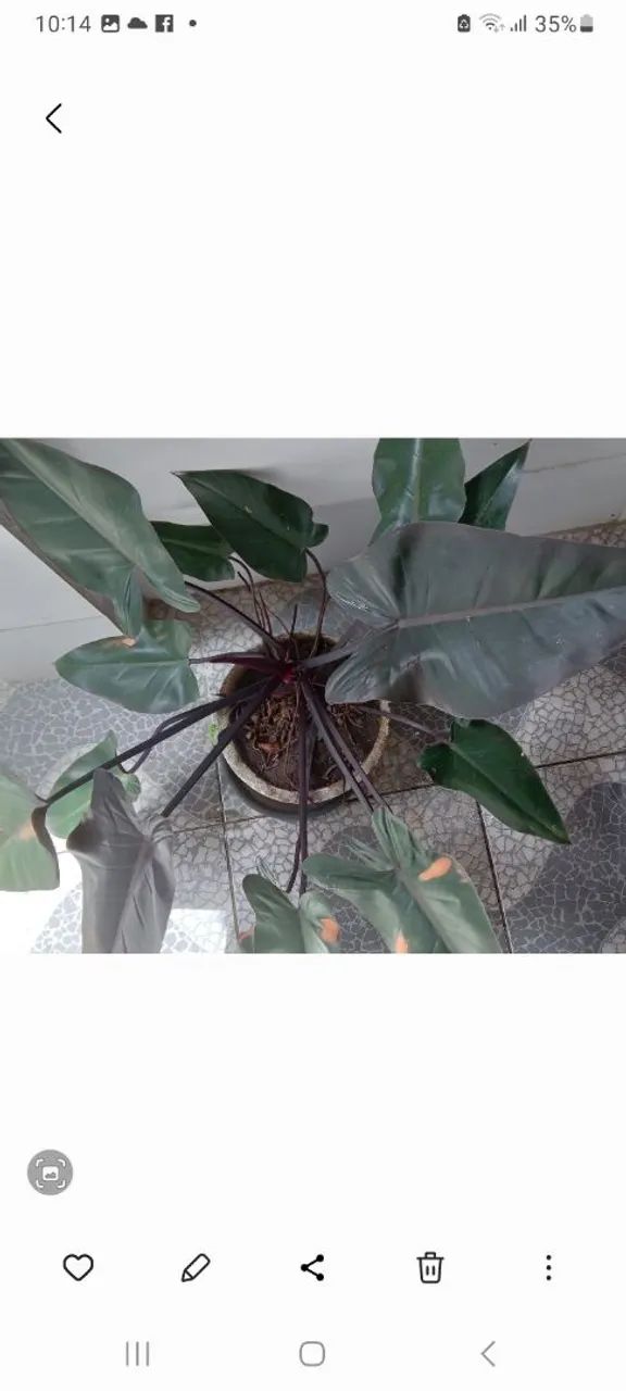 Linda planta com vaso 100,00reais  - Foto 3