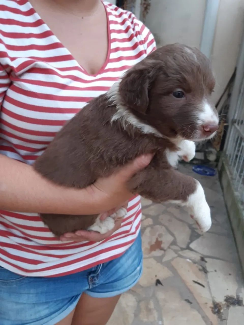 Border Collie-Machinho chocolate, 63 dias, disponibilidade de outras colorações-Dani