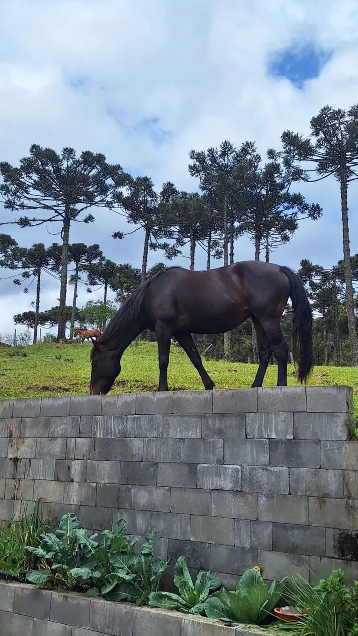 Égua mestiça Quarto de Milha 