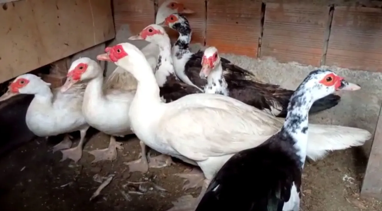 Lote de Patos