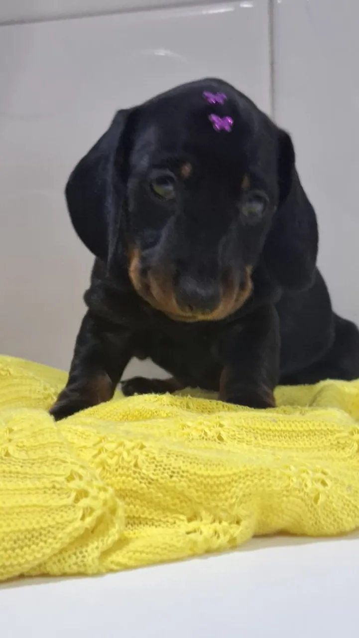 Filhote Dachshund