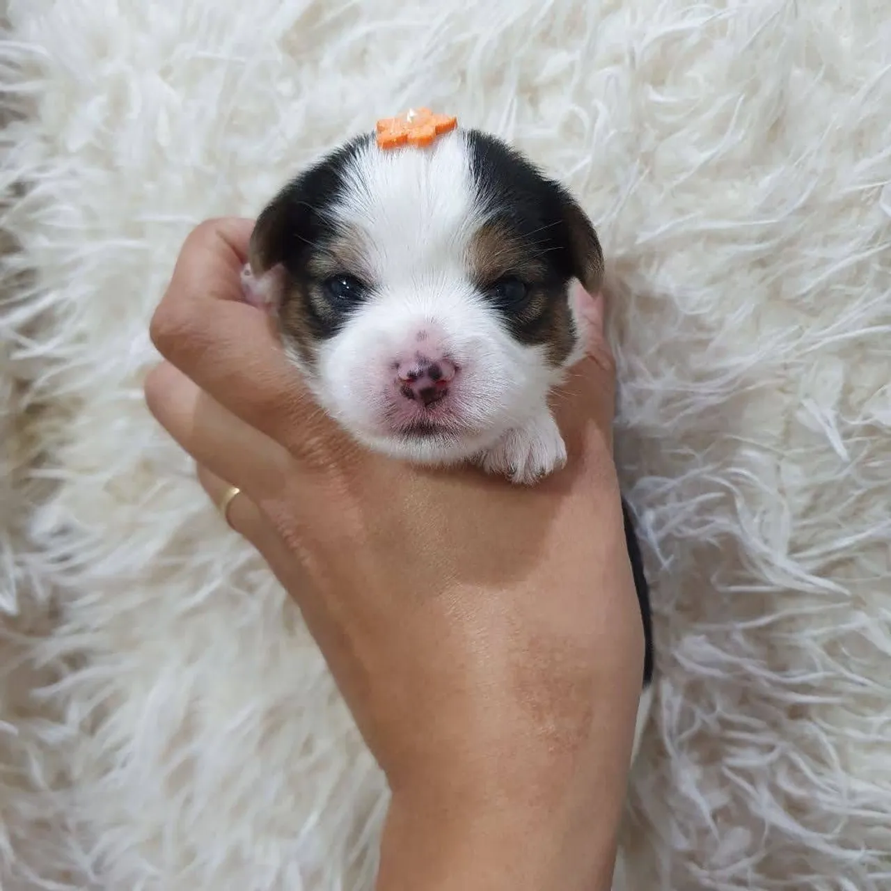 Bebês de Biewer Terrier alto padrão