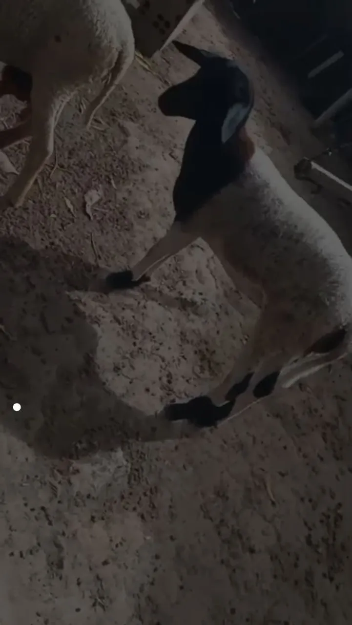 Cabras para venda