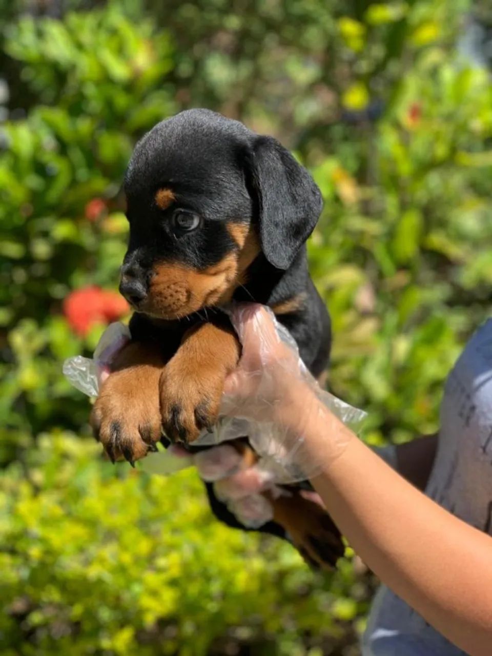 Rottweiler - guarda e segurança além de melhor companhia  