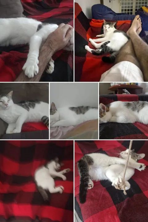 Gato para doação.