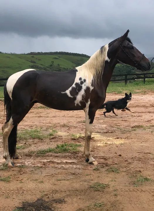 POTRO MANGALARGA MARCHADOR HOMOZIGOTO 