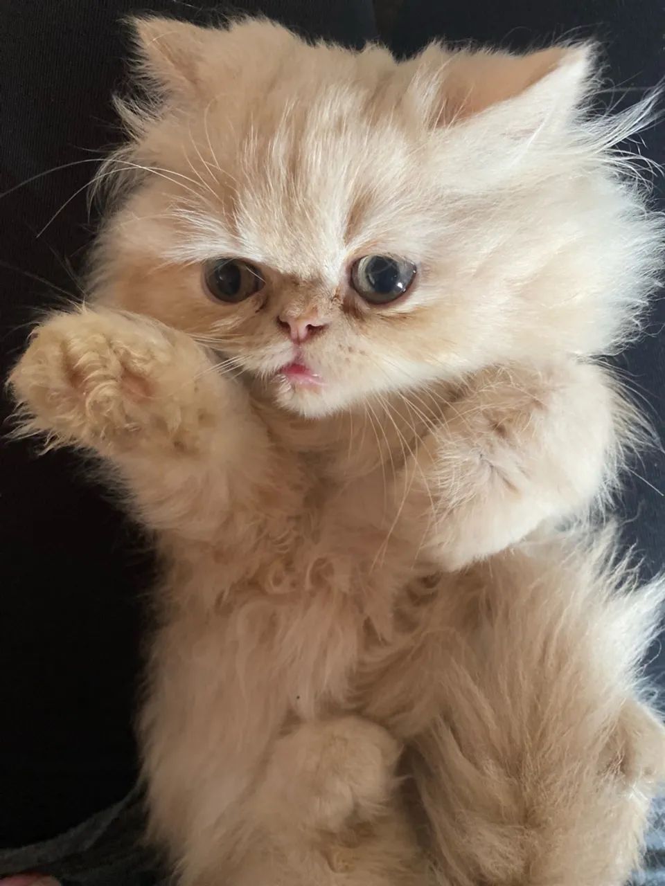 Gatinho Persa - Foto 2