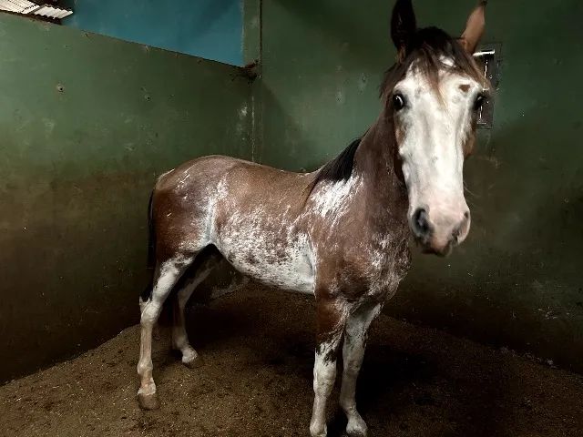 Potro Crioulo Aveiro